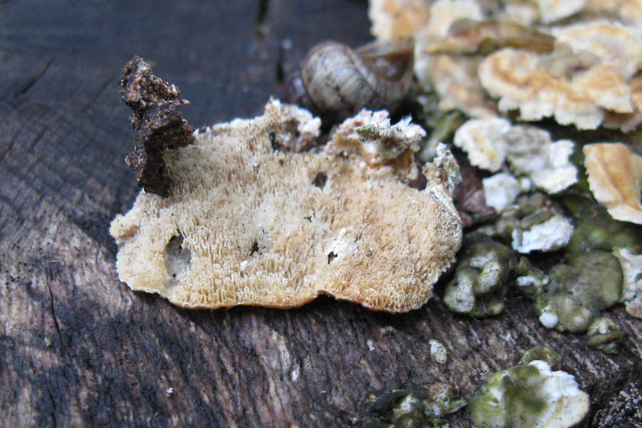 Il pasto delle chiocciole (Trametes sp.)